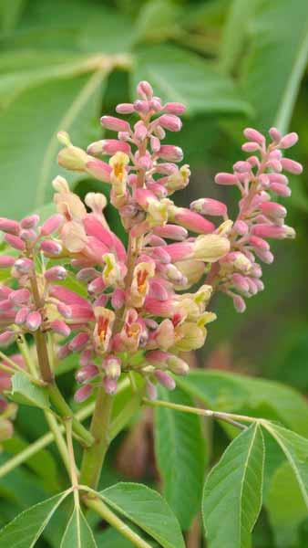Aesculus Pavia, Red Buckeye small deciduous flowering tree