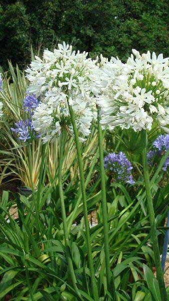 Agapanthus Africanus Albus is a beautiful perennial lily for sale at our London garden centre.