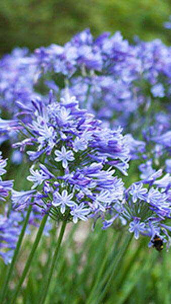 Agapanthus Blue Storm (African Lilly)