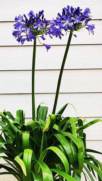 Agapanthus Dr. Brouwer, also known as African Lily Dr. Brouwer blue flowering perennials for sale UK