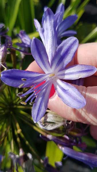 Agapanthus Peter Pan is also known as African Lily Peter Pan and is a Dwarf light blue flowering Agapanthus, buy UK.