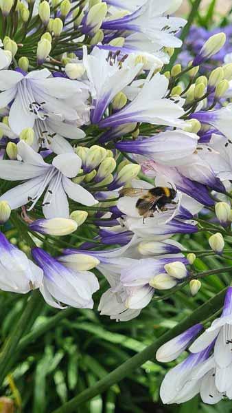 Agapanthus Twister African Lily