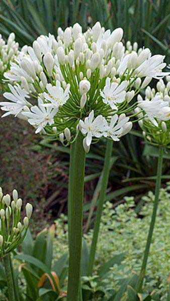 Agapanthus White Storm. Agapanthus White FLowering