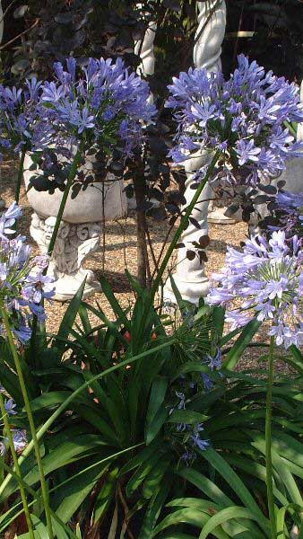 Agapanthus Blue evergreen Perennials to buy online from our London garden centre, UK delivery.