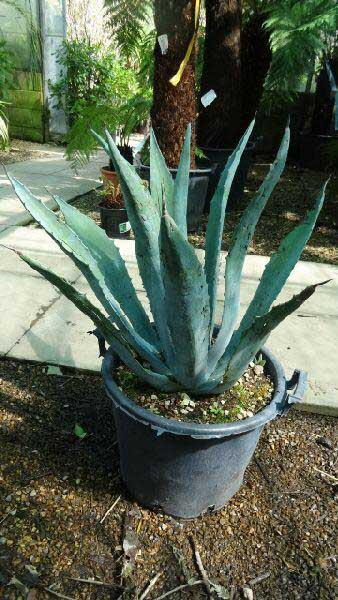 Agave Americana, Succulents, UK