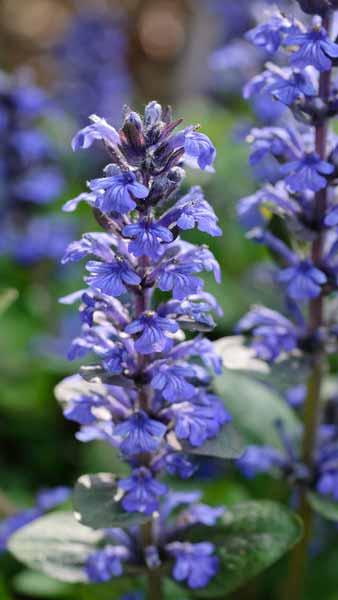 Ajuga Reptans Burgundy Glow Bugle Burgundy Glow for Sale online with Ireland and UK delivery