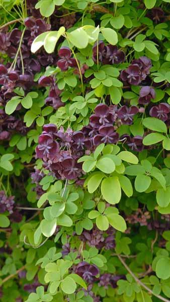 Akebia Quinata Chocolate Vine buy online, delivery to UK and Ireland.