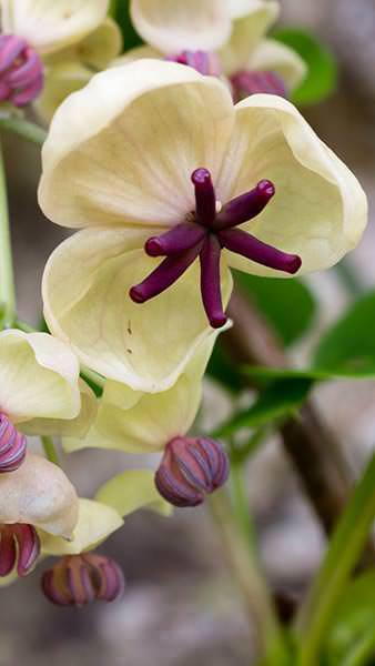 Akebia Quinata Cream Form Chocolate Vine Cream Form Climber