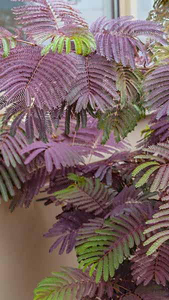 Albizia Julibrissin Chocolate Fountain, chocolate coloured fern-like foliage & an elegant weeping habit. 