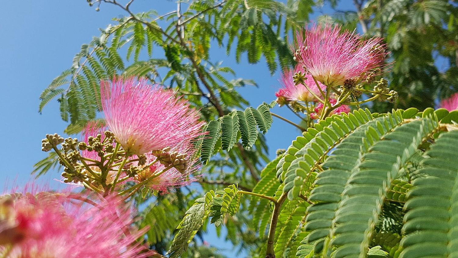 Albizia Julibrissin Ombrella tree is also called The Silk Tree Ombrella and is for sale online at our UK garden nursery.