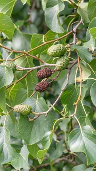 Alnus Cordata - Italian Alder Tree, a fast growing large tree, suitable for large gardens, estates and parks, buy online with UK delivery.