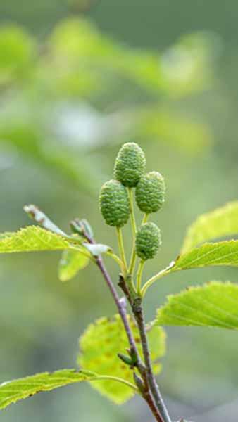 Alnus Incana Laciniata Grey Alder, an exceptionally hardy type of Alder tree with deeply dissected feathered leaves. Buy online UK delivery