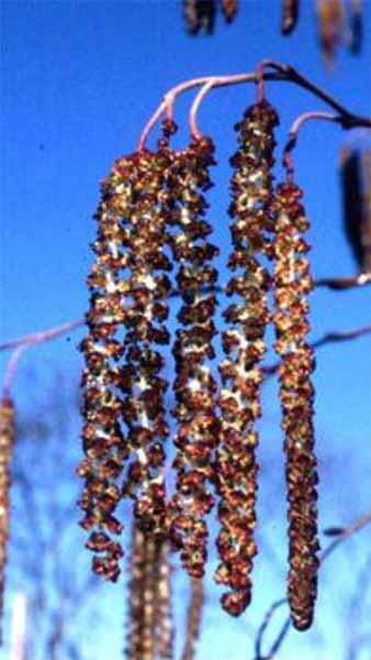 Alnus Spaethii or Spaeth’s Alder, fast growing hybrid alder with straight stem and narrow growth habit. Large leaves purplish when young. 