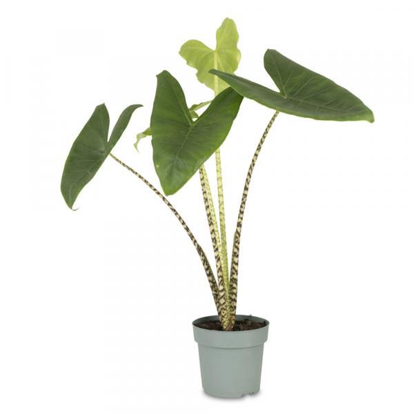 Elephant's Ear or Alocasia Zebrina House Plant