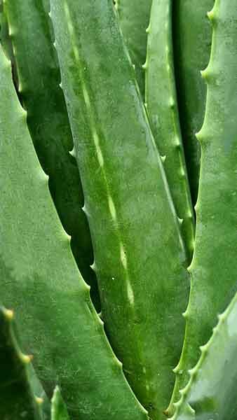Aloe Vera Plants to Buy Online with UK delivery