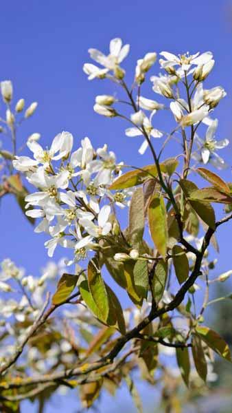 Amelanchier Grandiflora Ballerina, ornamental tree for sale online with UK delivery.