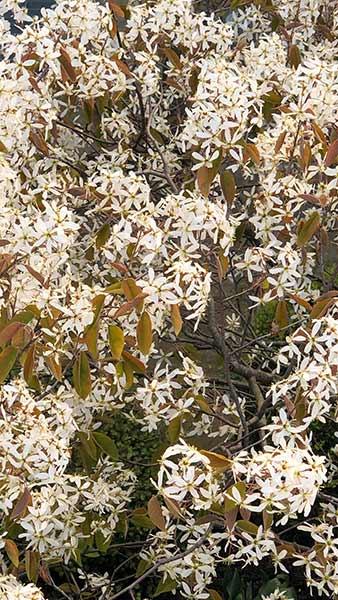 Amelanchier Laevis Snowflakes for sale, Juneberry Snowy Mespilus Tree, buy online UK delivery.