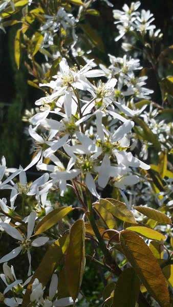 Amelanchier Lamarckii trees for sale at our London garden centre, buy online UK delivery