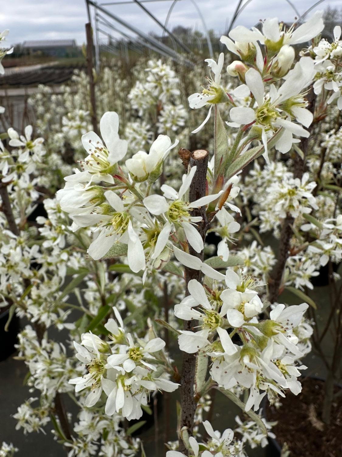 Canadensis Juneberry