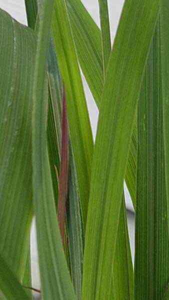 Andropogon Gerardii Red October is a prairie grass that is perfect for soil erosion control, it has very attractive foliage, for sale UK.