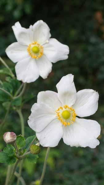 Anemone Hybrida Honorine Jobert Japanese Anemone Perennial