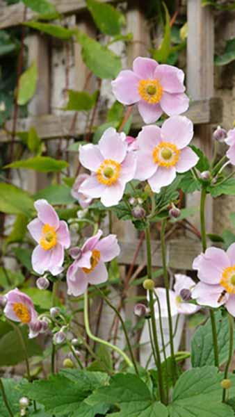 Anemone Hybrida Queen Charlotte Japanese Anemone