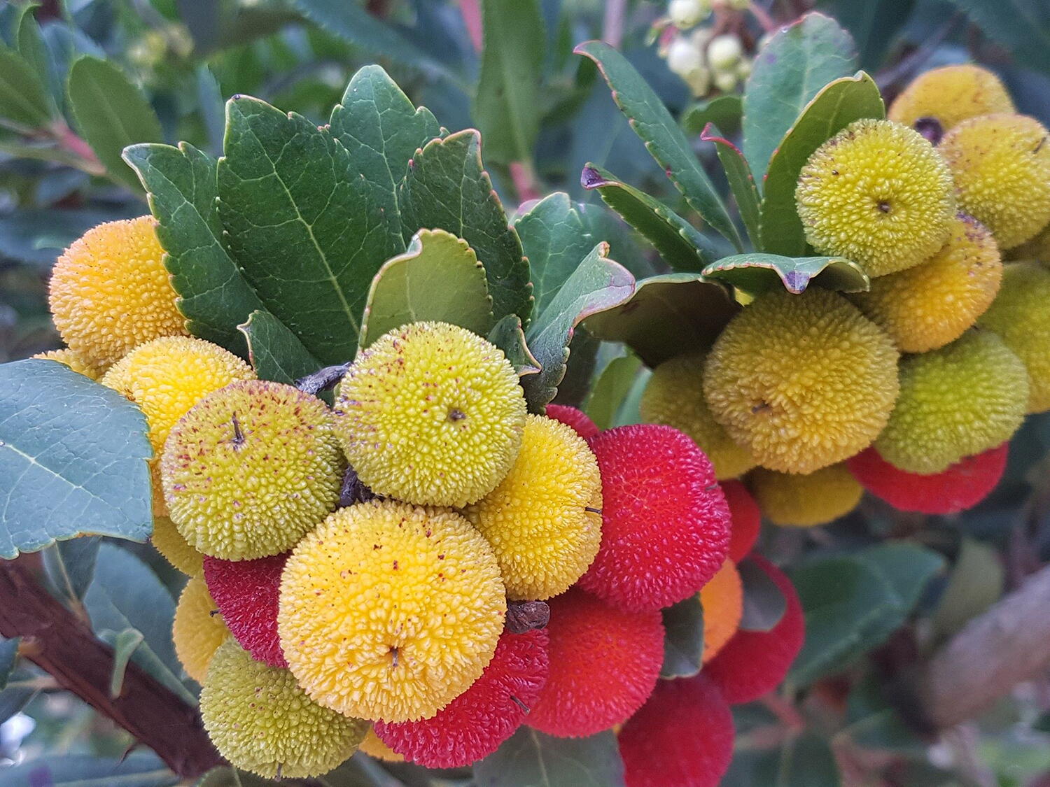Arbutus Unedo Strawberry Tree Multi Stem Extra