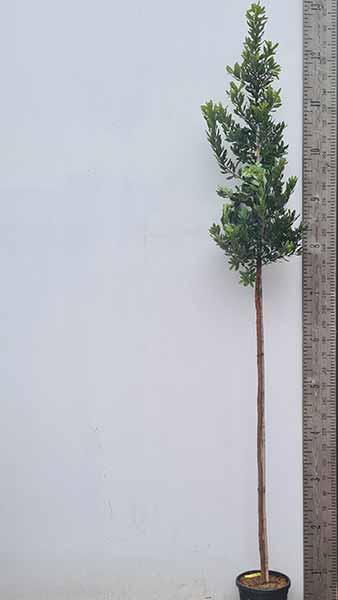 Arbutus Unedo Standard Tree - Standard Strawberry Tree