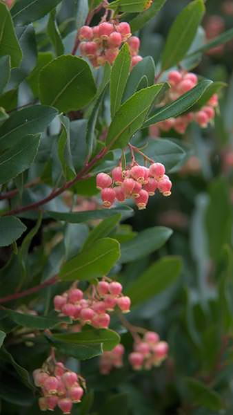 Arbutus Unedo Rubra, Pink Strawberry Tree for Sale Online UK