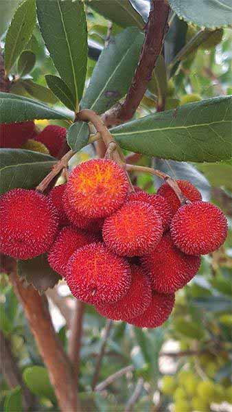 Arbutus Unedo, known as the Strawberry tree, lovely flowers and amazing edible fruits in autumn, we have trees and shrub specimens for sale UK.