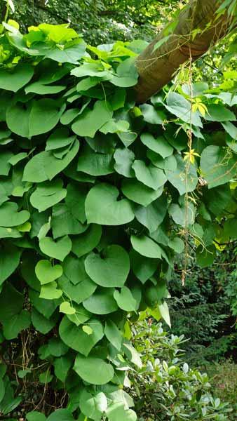 Aristolochia Macrophylla or Dutchmans Pipe or Pipevine plants, lovely heart shaped foliage vine for sale online with UK delivery.