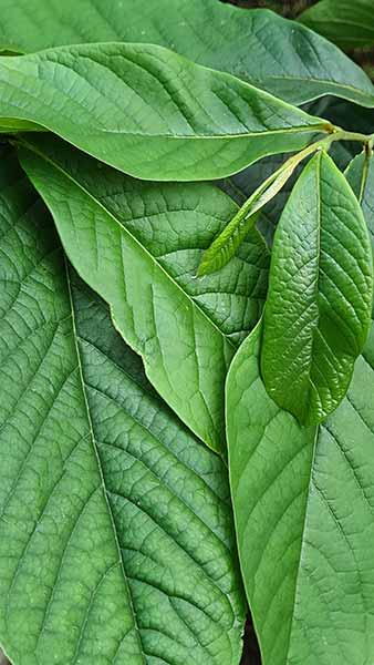 Asimina Triloba Pawpaw Tree, hardy exotic fruit tree suited to UK climate. Unusual purple flowers in summer followed by edible fruits.