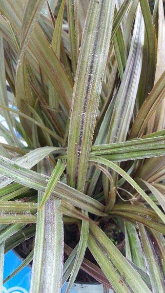 Astelia Nervosa Westland for Sale Online UK