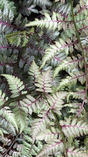 Athyrium Niponicum or the Japanese Painted Fern is available to buy from  Paramount Plants