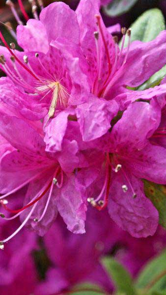Azalea Obtusum Amoena - beautiful evergreen flowering shrub for sale online with UK delivery