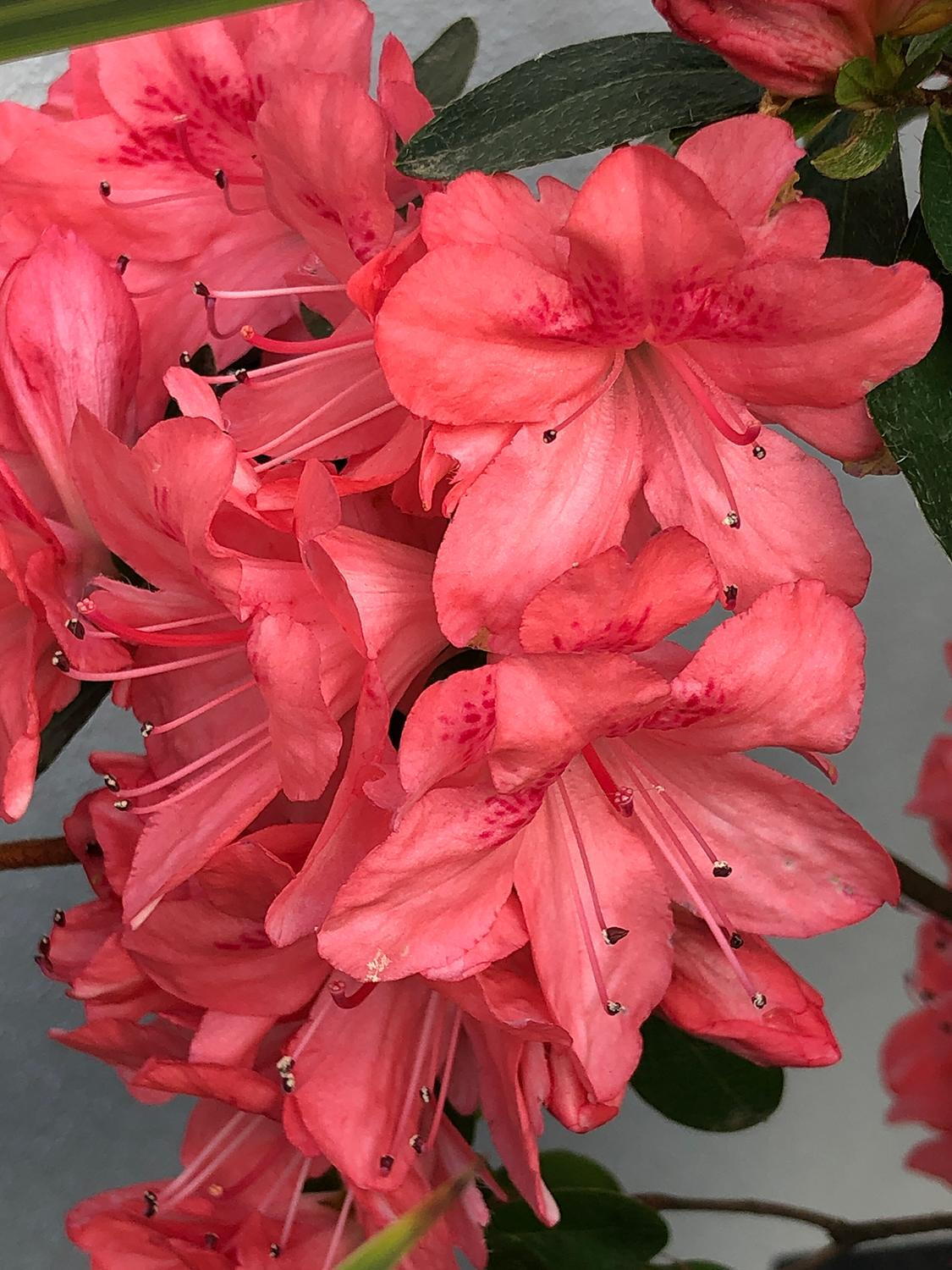 Blaauws Pink Azalea
