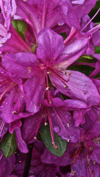 Azalea Girards Fuchsia - bushy, compact and an abundance of flowers