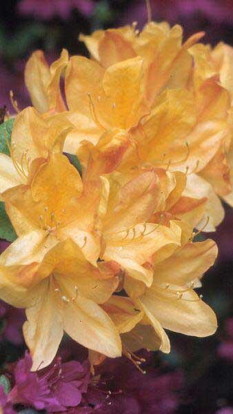 Azalea Sunset Azalea Golden Sunset. Exbury Azaleas for Sale Online UK.