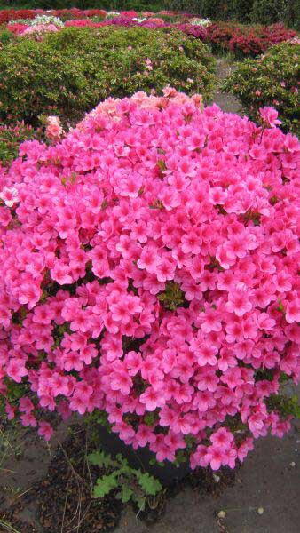 Azalea Japonica Baggio