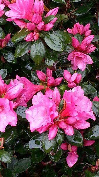 Azalea Japonica Kirin 22, Flowering Shrubs, UK