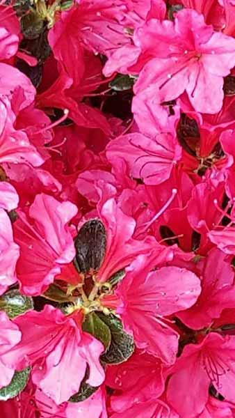 Azalea Japonica Silvester Purple Pink Flowering Evergreen