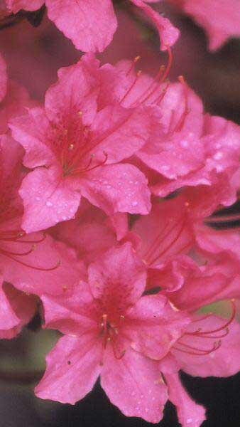 Azalea Nuccios Lucky Charm is a variety of Satsuki Azalea. 