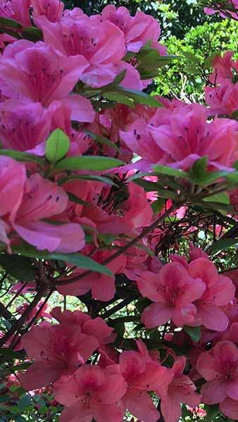 Azalea Phoenicia, Fast-Growing Large Evergreen Azalea