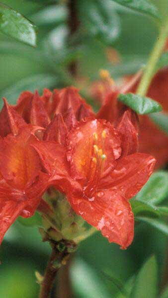 Azalea Satan - Deep red buds opening deep orange red. Late flowering – not until June. 