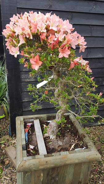 Azalea Satsuki or Satsuki Azaleas are bonsai shaped evergreen azaleas, these rare trees are for sale online, UK delivery