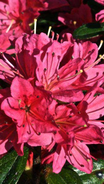 azalea stewartstonian red - profuse flowers and autumn colour