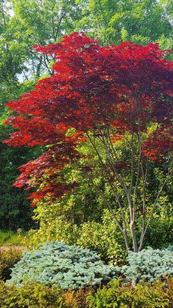 Acer Palmatum Bloodgood, Japanese Maple tree specialist nursery, Paramount Plants and Gardens, Enfield, UK