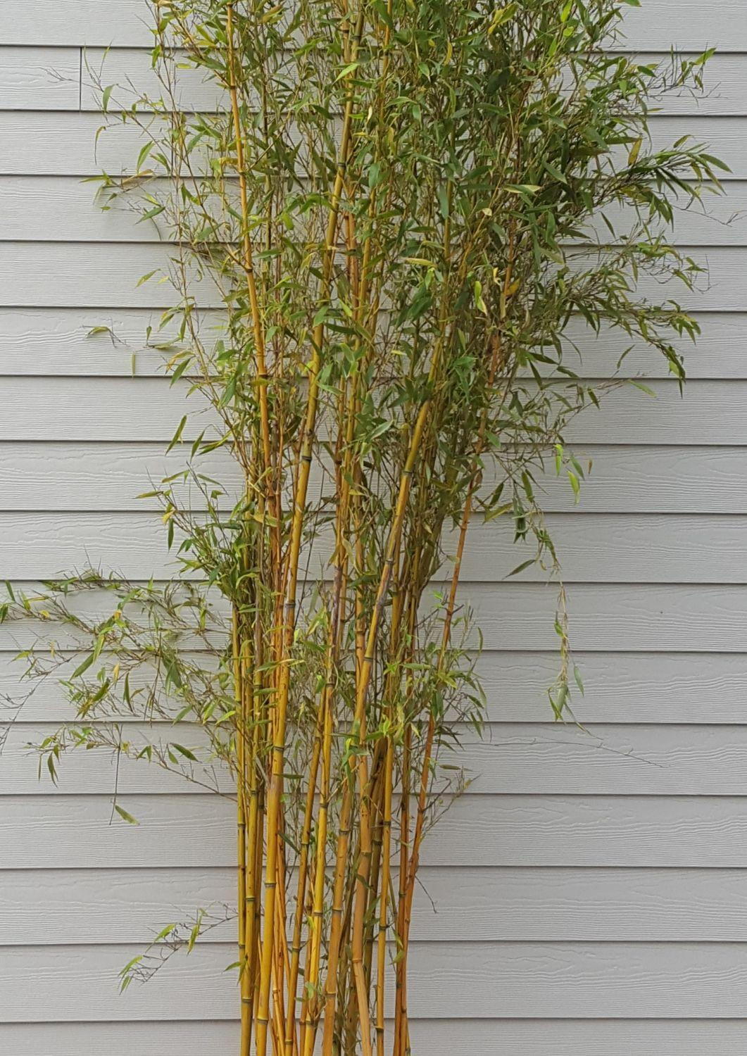 Clumping Bamboo Varieties
