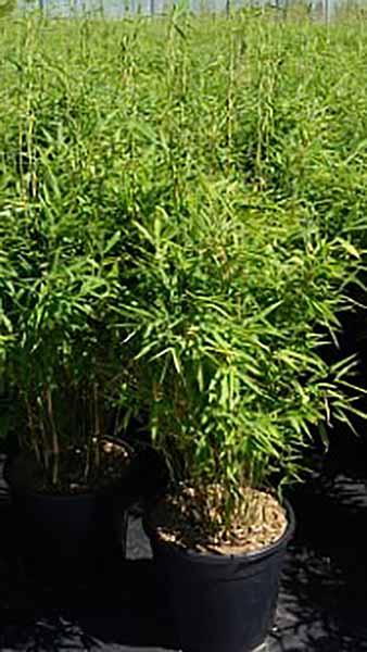 Fargesia Murielae Panda Bamboo Evergreen Screening Bamboo