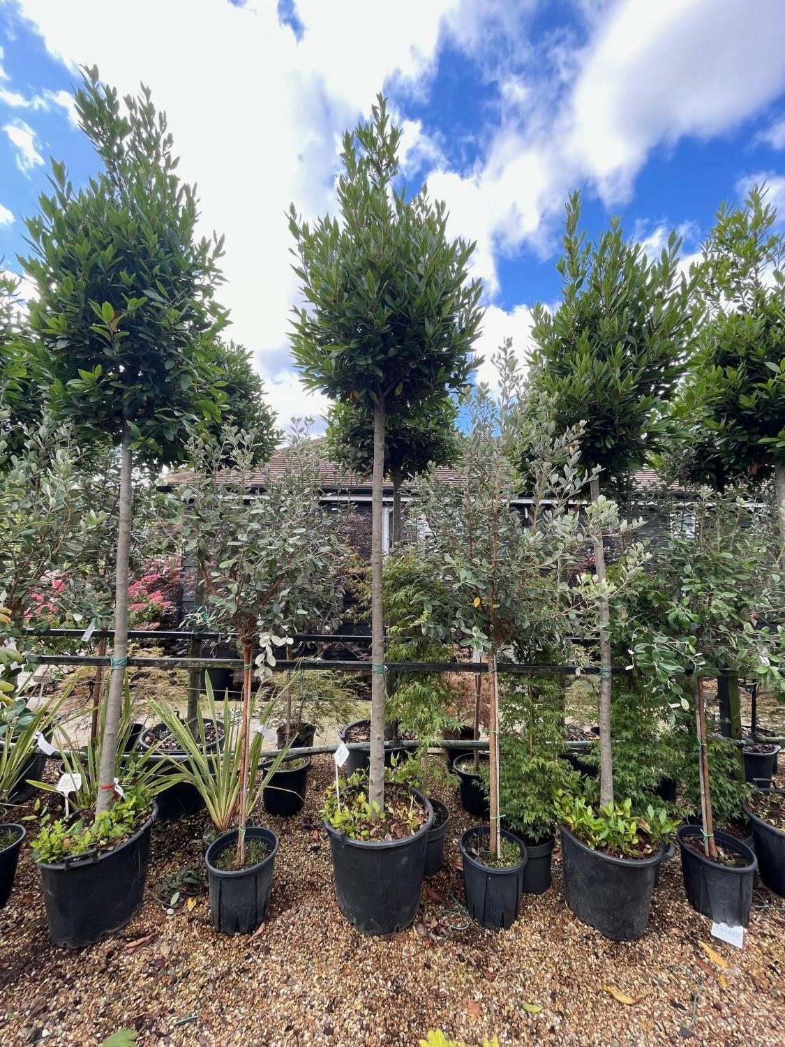 Laurus Tree Laurus Nobilis. Bay Leaf Tree - Full Standard Trees UK.